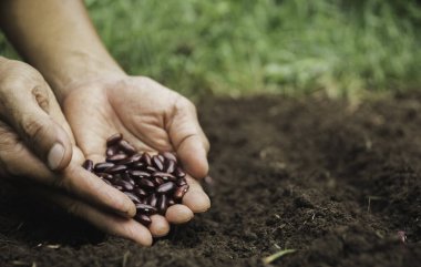 Bahçıvan sebze bahçesi için toprağa gübre ekiyor. Tarım endüstrisi, kalkınma, ekonomi ve Yatırım büyüme kavramı.