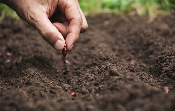 Κηπουρός Που Χρησιμοποιεί Λίπασμα Φυτική Τροφή Στο Έδαφος Για Λαχανόκηπο — Φωτογραφία Αρχείου