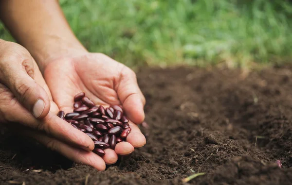 Jardineiro Aplicando Fertilizante Alimento Vegetal Para Solo Para Horta Indústria — Fotografia de Stock