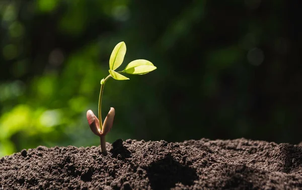园艺师在蔬菜园的土壤中施用化肥 经济和投资增长概念 — 图库照片