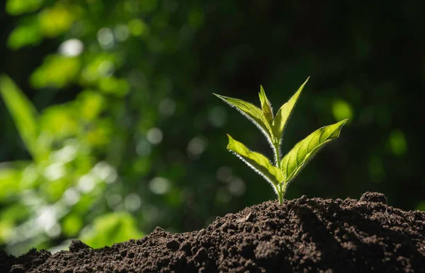 菜園の土壌に肥料植物性食品を適用する庭師 経済及び投資の成長の概念 — ストック写真