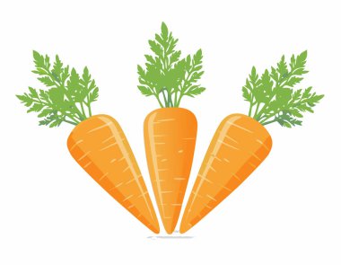 Beyaz arka planda izole edilmiş taze havuç taşıyıcısı. Yakın plan..