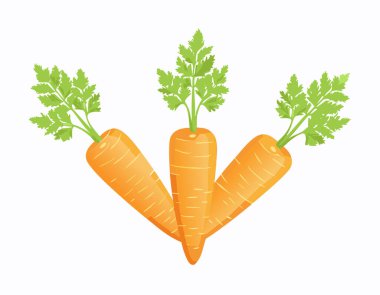 Beyaz arka planda izole edilmiş taze havuç taşıyıcısı. Yakın plan..