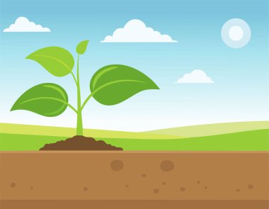 Doğanın arka planında yetişen yeşil bir bitki.