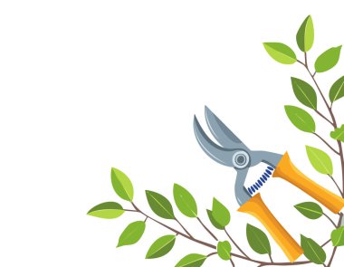 Beyaz arka planda budama makası, kopyalama alanı, ev bahçesi teması