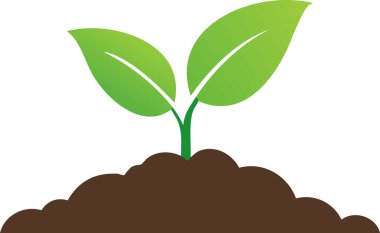 Beyaz arka planda toprakta büyüyen yeşil bir bitki.