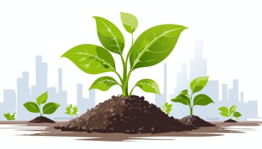 Beyaz arka planda toprakta büyüyen yeşil bir bitki.