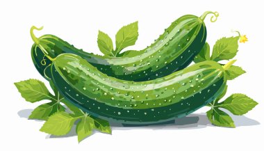 Beyaz arka planda izole edilmiş taze salatalık taşıyıcısı. Yakın plan..