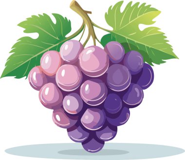 Çizgi film tarzında bir demet üzümün büyüleyici bir vektör çizimi. Düz gradyanlar, parlak dokular ve parlak yapraklar gıda ambalajı, çocuk tasarımları veya organik ürün markalaşması için mükemmel hale getiriyor. Beyaz arkaplanda izole.