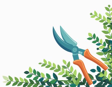 Yeşil yapraklarla çevrili bahçe makası. Temiz beyaz arka plan ve açık alan.