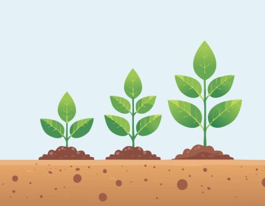 Topraktaki büyüme aşamalarını gösteren bir bitki yaşam döngüsü. Yeşil renk paleti ve yumuşak arkaplan onu eğitim veya eko içeriği için ideal hale getirir.