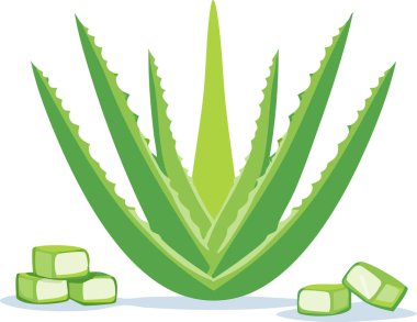 Yumuşak röfleli ve dilimlenmiş jöleli gerçekçi olmayan aloe vera grafikleri, temiz beyaz yüzeyde düz gölgeleme tarzı, modern, doğal ve yatıştırıcı tasarım varlıkları arayışı.