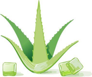 Parlak yeşil aloe vera yaprakları, aşağıda parlak jel küpleri, beyaz arka planda düz tasarım, taze ve modern bitkisel görünüş için en az gölgelendirme ve pürüzsüz temiz çizgiler düzenlenmiş radyal desen..