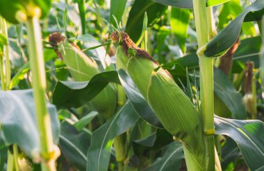 Güneşli bir tarlada yetişen taze yeşil mısır, yemyeşil yapraklarla çevrili ve doğal ışıkla yıkanmış, hasattan önce mahsulün ilk aşamasını gösteriyor..