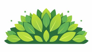 Parlak ve koyu yeşil yapraklardan oluşan simetrik bir küme, bereketli bir bahçe tacı gibi sıralanmış..