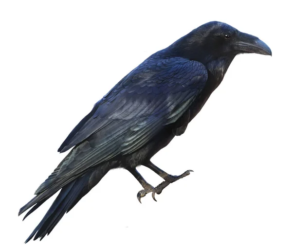 Black Raven Isolated White Background — Stock Photo, Image