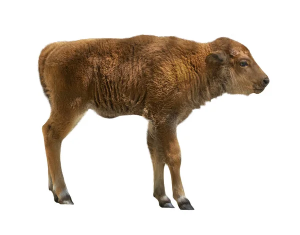 Baby Bison Geïsoleerd Witte Achtergrond — Stockfoto