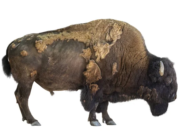 Adult Bison Isolated White Background Stock Picture