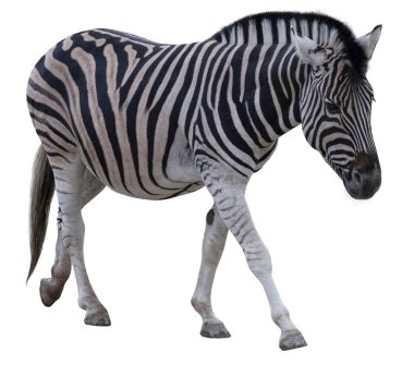 Zebra şeffaf arkaplanda izole edildi