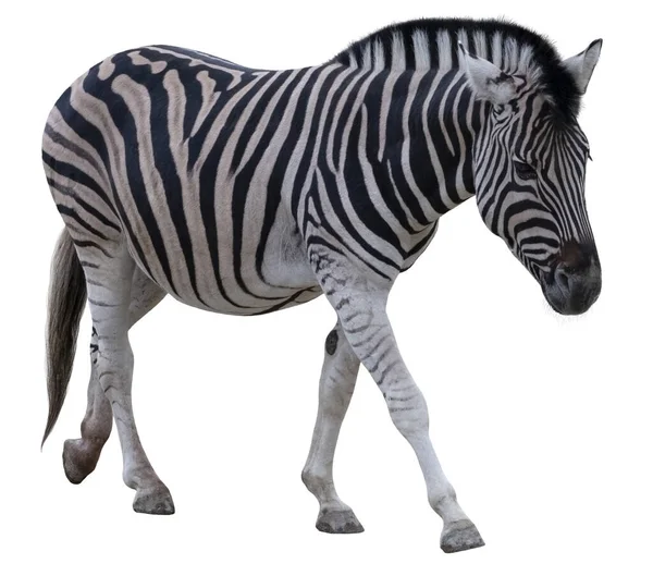 Zebra Isolated Transparent Background — Stock Photo, Image