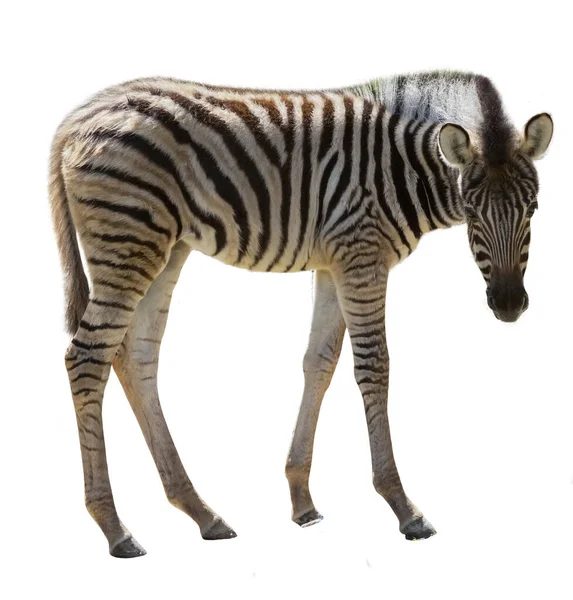 Zebra Kecil Diisolasi Pada Latar Belakang Putih — Stok Foto