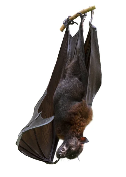 Raposa Voadora Indiana Morcego Isolado Fundo Branco — Fotografia de Stock