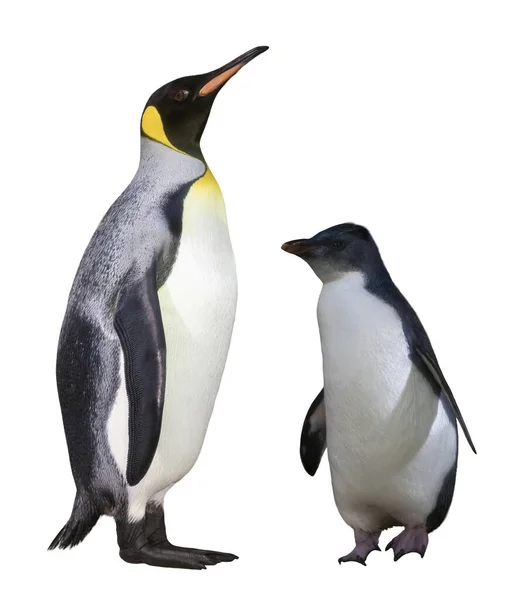 Pinguine Isoliert Auf Weißem Hintergrund — Stockfoto