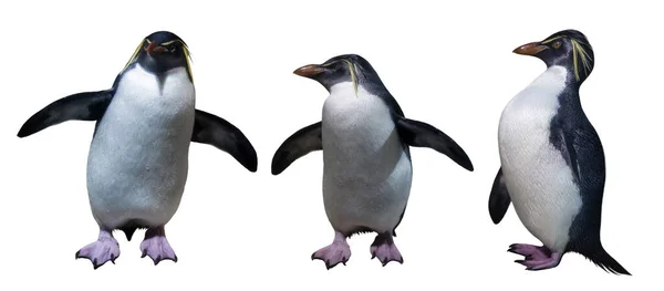 Nördliche Rockhopper Pinguine Isoliert Auf Weißem Hintergrund — Stockfoto