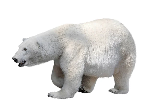 Urso Polar Isolado Sobre Fundo Branco — Fotografia de Stock