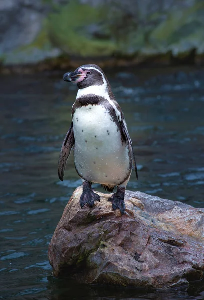 Pinguim Humboldt Sobre Rocha — Fotografia de Stock
