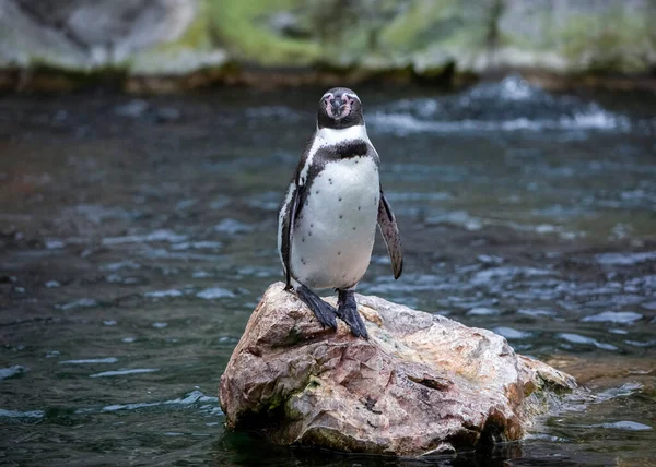 Pinguino Humboldt Piedi Sulla Roccia Fotografia Stock