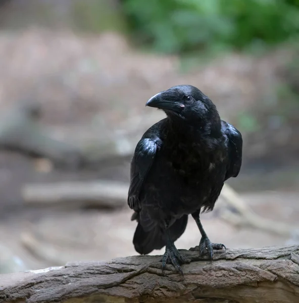 Black Raven Branch Stock Image