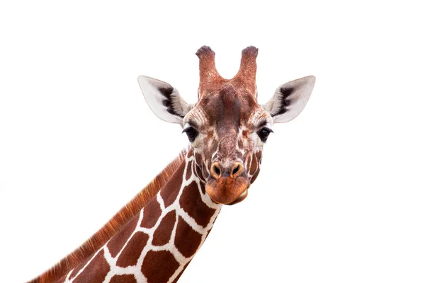 stock image Girafe close up isolated over white