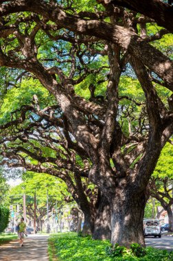 Honolulu, Hawaii - December 27, 2022: Beautiful trees on the streets of Honolulu.