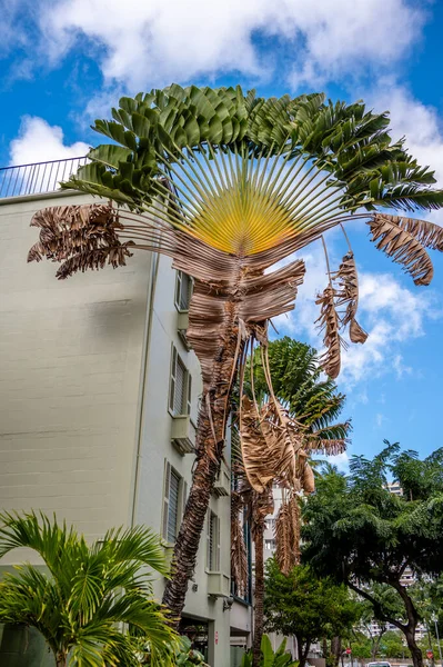 Palm Trees Beautiful Honolulu Hawaii — Stock Photo, Image