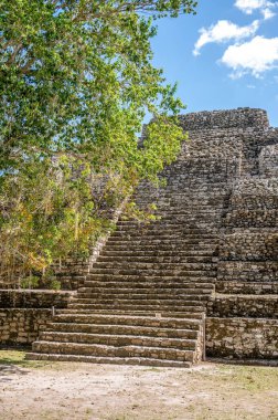 Chacchoben 'in antik Maya harabeleri Costa Maya' daki gemi terminalinin yanındaki ormanda..
