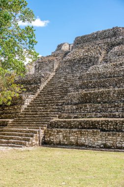 Chacchoben 'in antik Maya harabeleri Costa Maya' daki gemi terminalinin yanındaki ormanda..