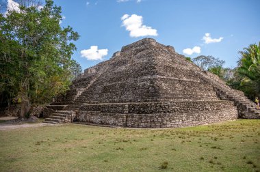 Chacchoben 'in antik Maya harabeleri Costa Maya' daki gemi terminalinin yanındaki ormanda..