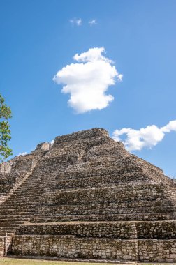 Chacchoben 'in antik Maya harabeleri Costa Maya' daki gemi terminalinin yanındaki ormanda..