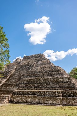 Chacchoben 'in antik Maya harabeleri Costa Maya' daki gemi terminalinin yanındaki ormanda..