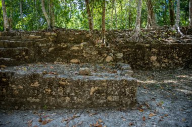 Chacchoben 'in antik Maya harabeleri Costa Maya' daki gemi terminalinin yanındaki ormanda..