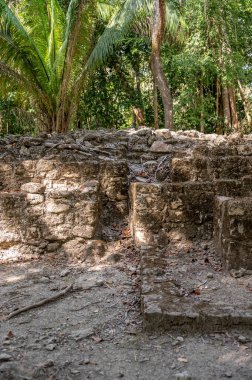 Chacchoben 'in antik Maya harabeleri Costa Maya' daki gemi terminalinin yanındaki ormanda..