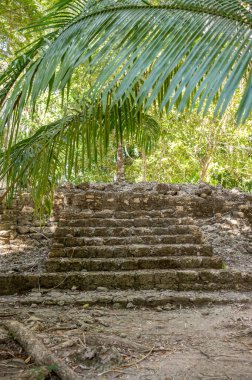 Chacchoben 'in antik Maya harabeleri Costa Maya' daki gemi terminalinin yanındaki ormanda..