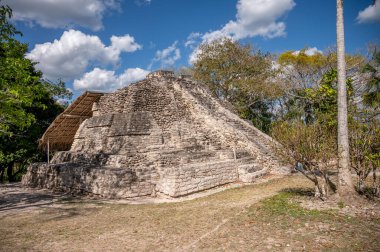 Chacchoben 'in antik Maya harabeleri Costa Maya' daki gemi terminalinin yanındaki ormanda..
