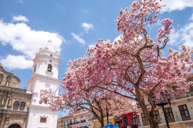 Panama Şehri, Panama - 1 Nisan 2023: Panama şehrinin muhteşem Eski Çeyreğindeki Santa Maria Başkent Katedrali.