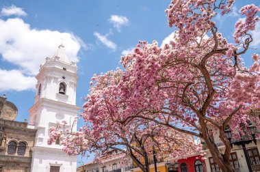 Panama Şehri, Panama - 1 Nisan 2023: Panama şehrinin muhteşem Eski Çeyreğindeki Santa Maria Başkent Katedrali.