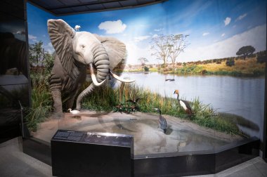 Houston, Teksas - 7 Nisan 2023 Houston Doğa Bilimleri Müzesi 'nde sergiler.