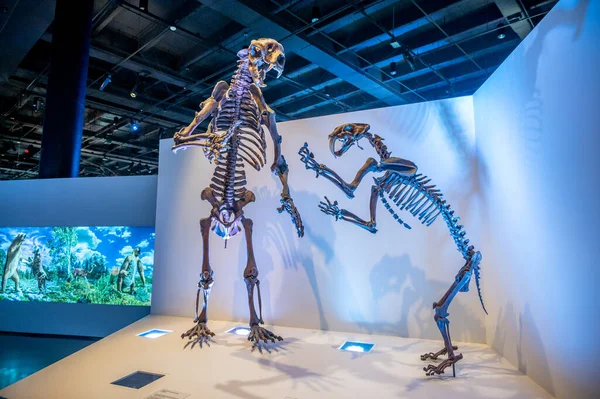 Houston Teksas Kwietnia 2023 Eksponaty Dinozaurów Houston Museum Natural Science — Zdjęcie stockowe