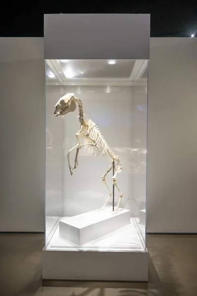 Хьюстон Техас Апреля 2023 Года Экспонаты Динозавров Хьюстонском Музее Естественных — стоковое фото