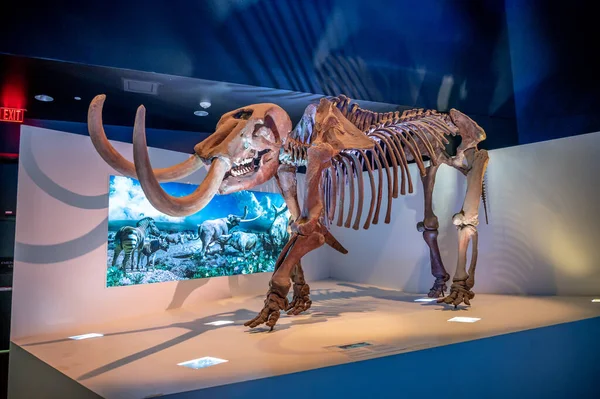 休斯敦 2023年4月7日 休斯敦自然科学博物馆的恐龙展览 — 图库照片